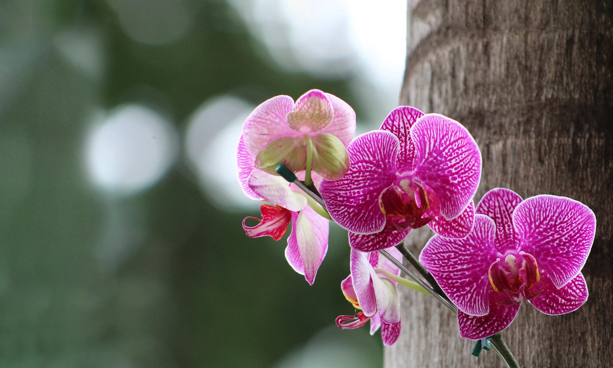 ORCHIDS PLANT
