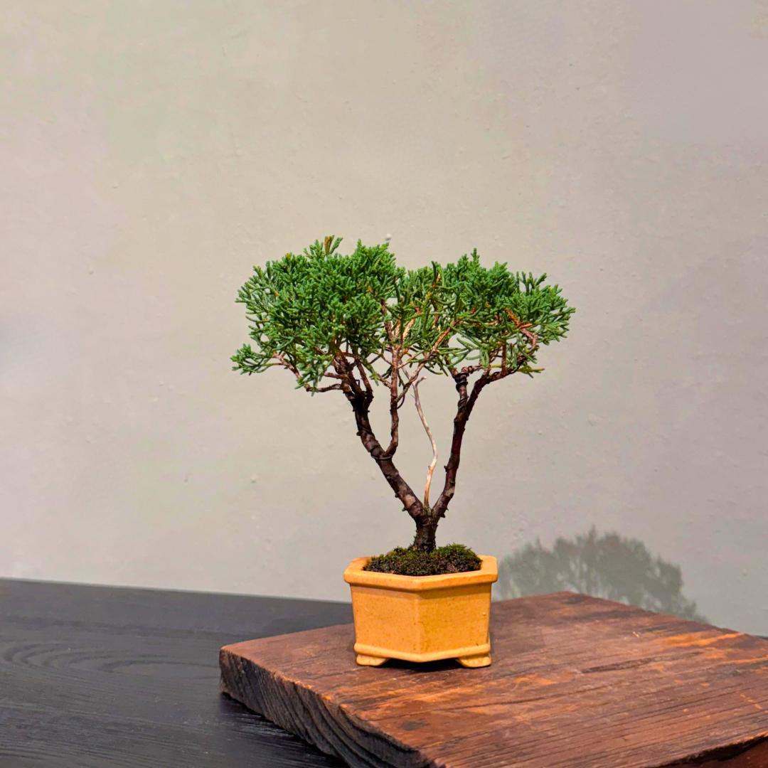 Japanese-Black-Pine-黑松