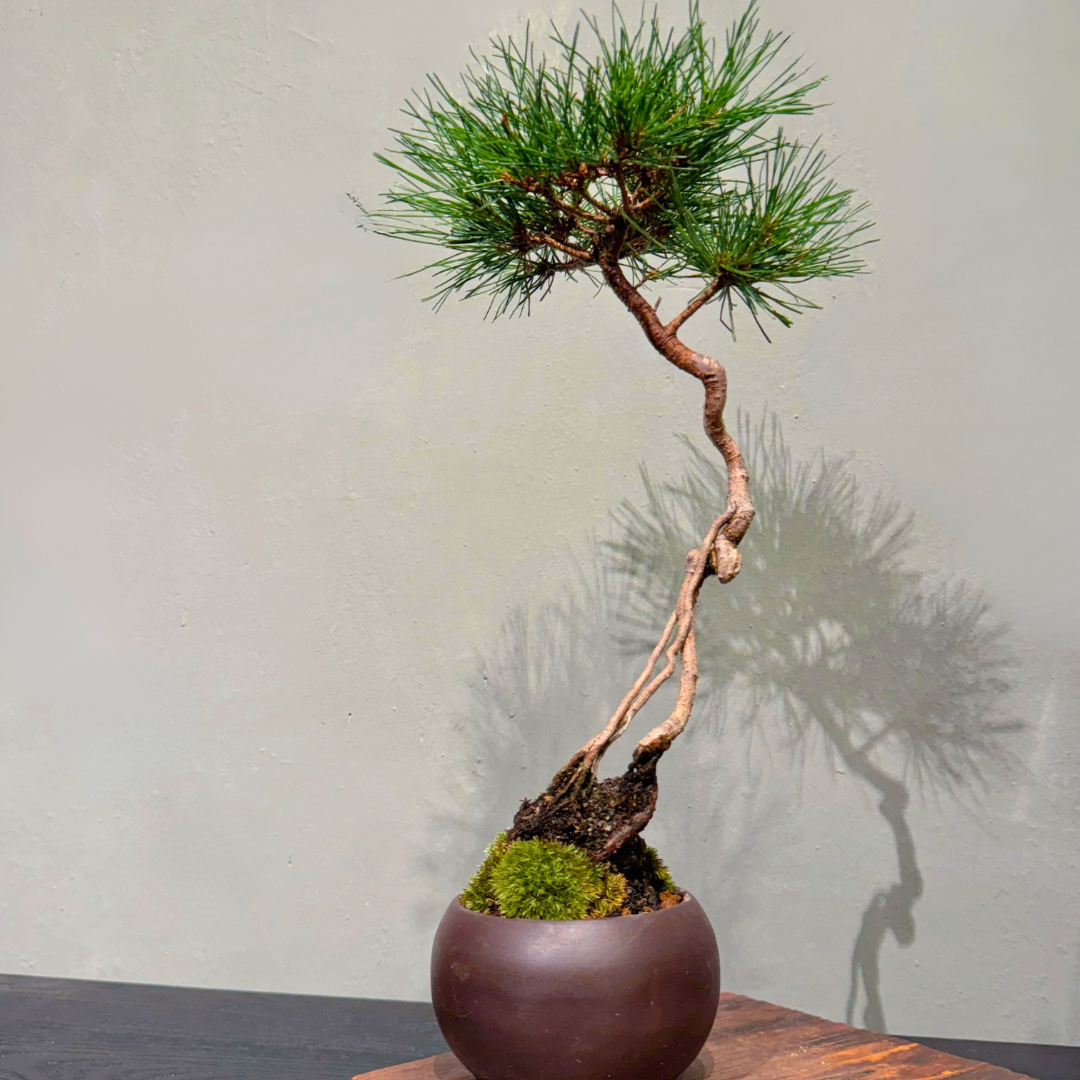 Japanese-Black-Pine-黑松-004