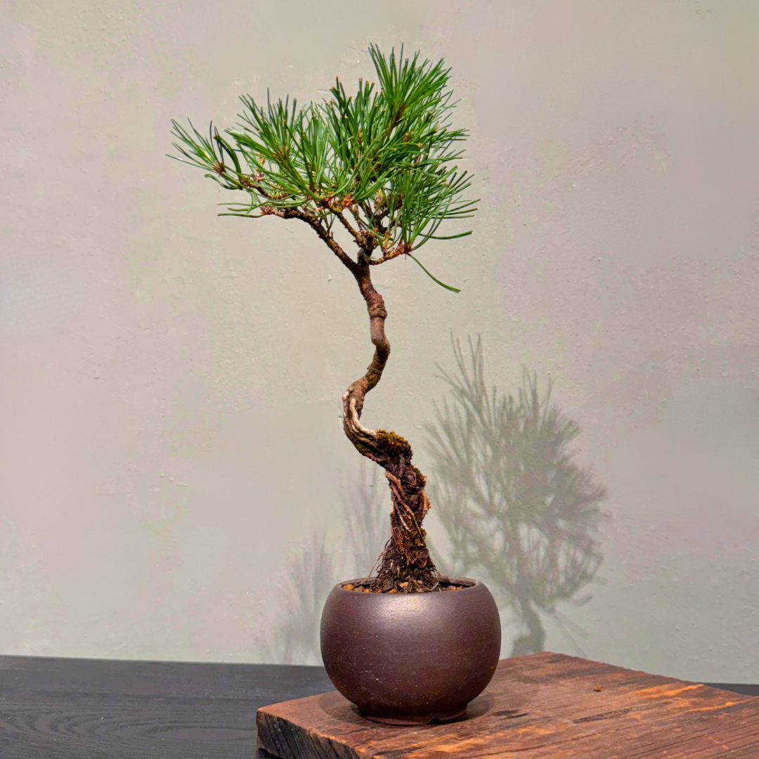Japanese-Black-Pine-黑松-003