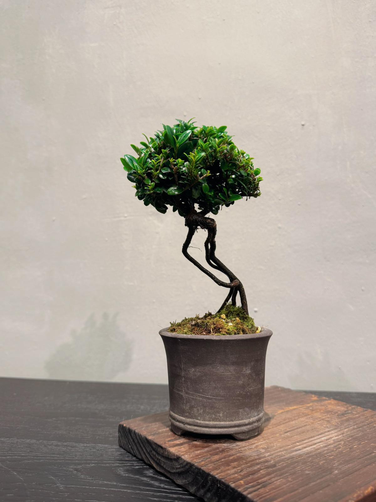 日式禪風庭院植物| 石化檜造景與盆景首選| OVO GARDEN – OVOGarden