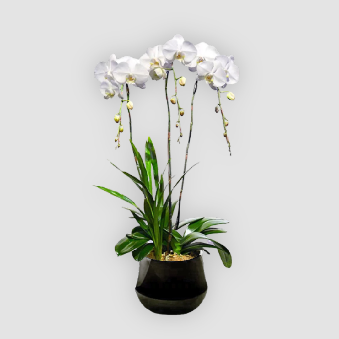 純白胡蝶蘭 約66cm 白色蝴蝶蘭(三株) | 豪華蝴蝶蘭組合| 香港花店| OVO GARDEN – OVOGarden