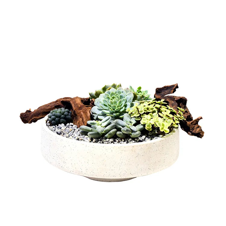 OVO GARDEN - Deluxe Succulent Plants