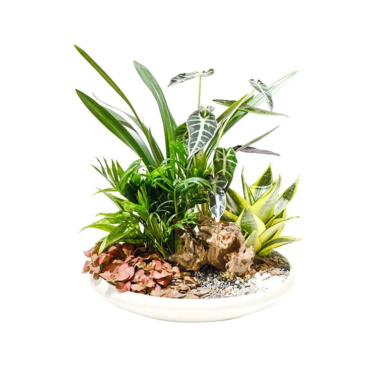 OVO GARDEN - Vibrant Garden Plant