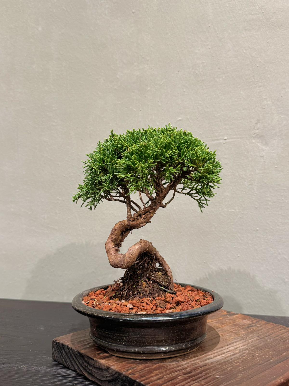 為何選擇真柏盆景？核心優勢與養護| OVO GARDEN – OVOGarden