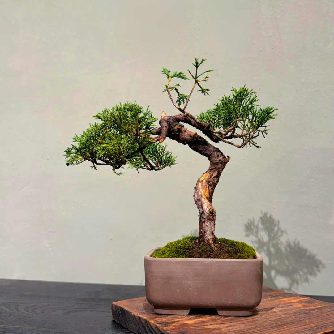 Sargent Juniper  006