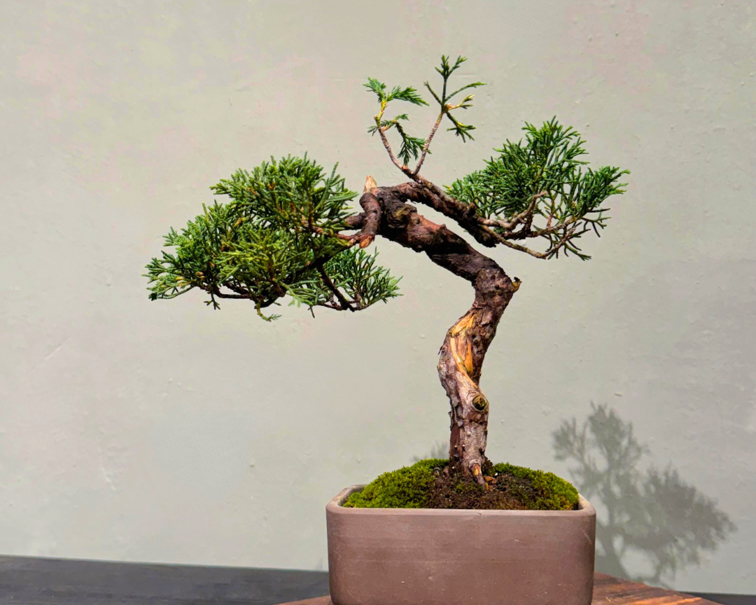 Sargent Juniper  006