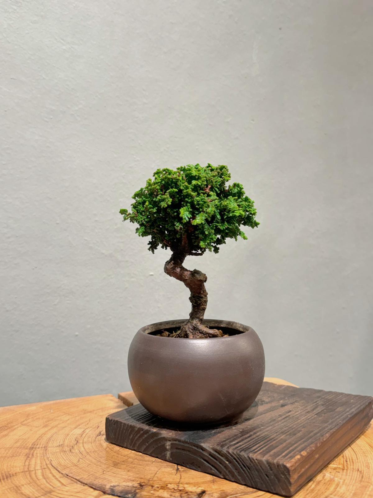 石化檜盆景｜禪意室內植物｜自然雕塑｜OVO GARDEN – OVOGarden