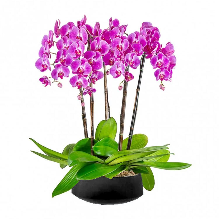 OVO GARDEN - 粉色蝴蝶蘭 Pink Phalaenopsis Orchid