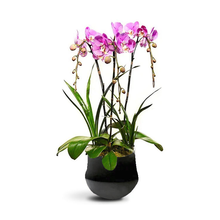 OVO GARDEN - Pink Orchid 粉色蝴蝶蘭