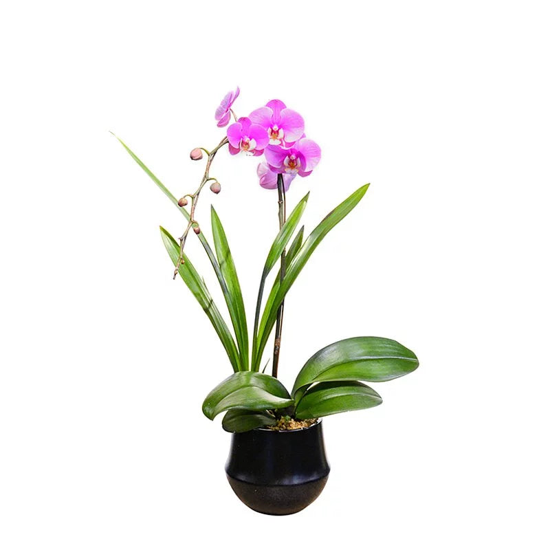 OVO GARDEN - Pink Orchid 蝴蝶蘭