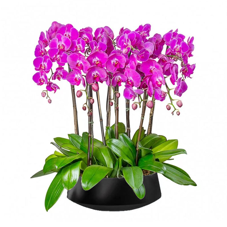 OVO GARDEN - 粉色蝴蝶蘭 Pink Orchids 8stems