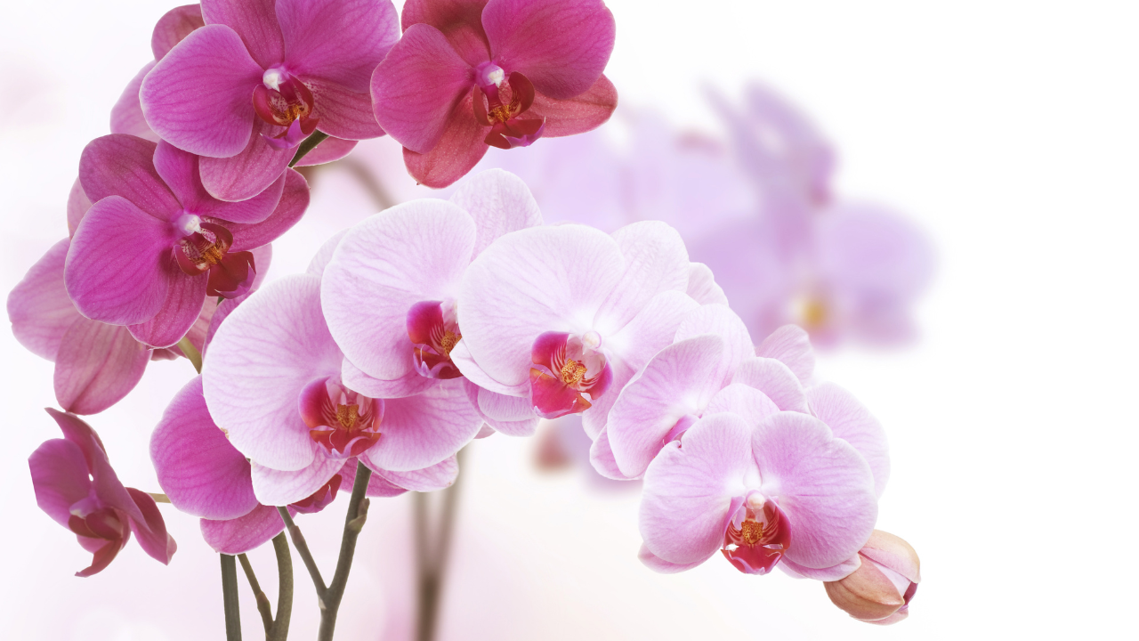 Complete Guide to New Year Orchid Care: How to Keep Your Orchids Blooming and Your Home Festive
