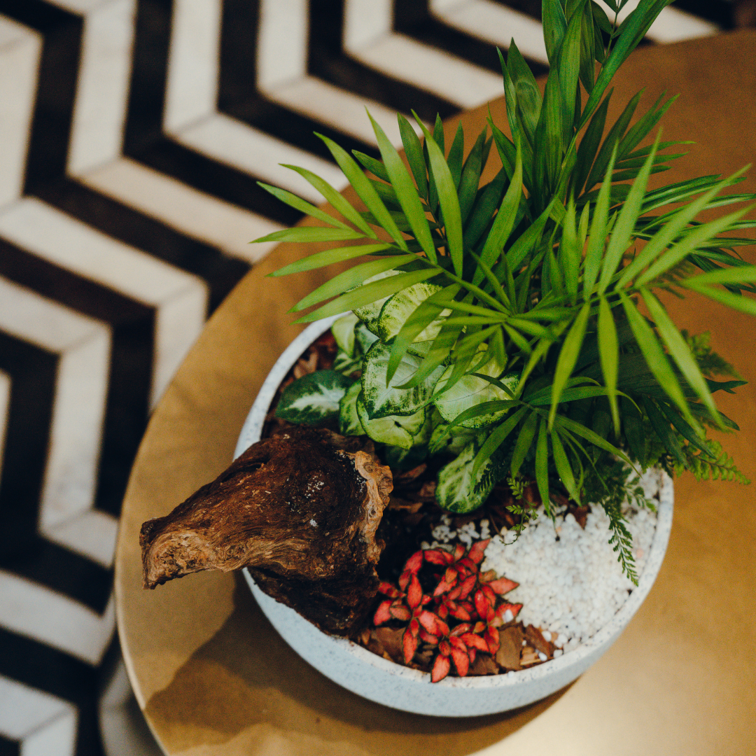Mini Garden Plants: Infusing Greenery into Micro-Living and Creating Your Own Miniature Forest