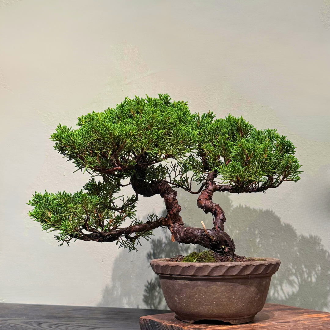 Like a Timeless Pine: Honoring Fatherhood with OVO GARDEN’s Bonsai Collection