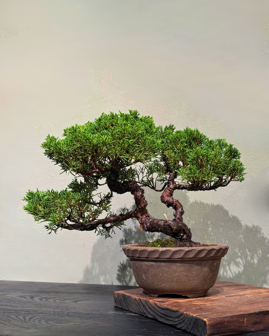 Like a Timeless Pine: Honoring Fatherhood with OVO GARDEN’s Bonsai Collection
