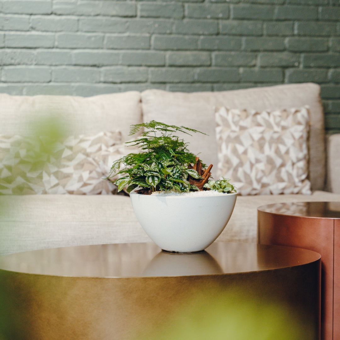 The Ultimate Guide to Mini Garden Plants: A Comprehensive Guide to Green Accents for Hong Kong Offices and Homes