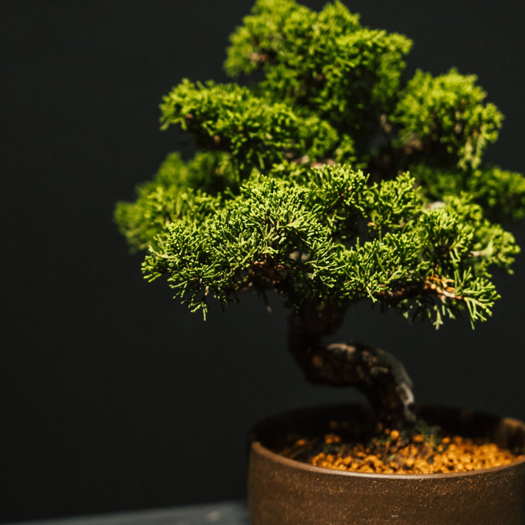 The Zen Aesthetics of Bonsai: A Stress-Relief Remedy for Hong Kong’s Busy Urbanites