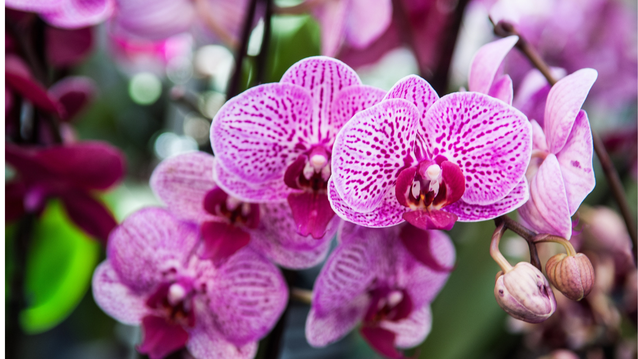 Orchid Care Guide: 5 Essential Tips for Thriving Blooms