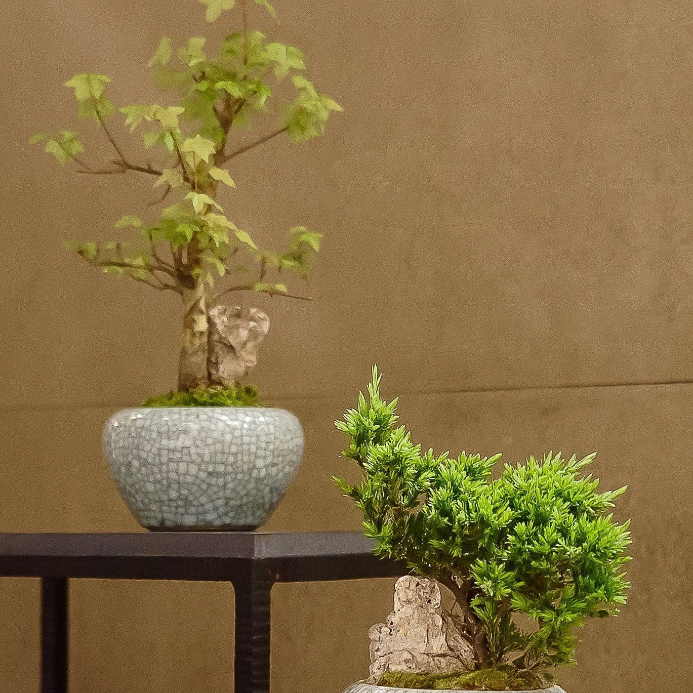 Orchid vs. Bonsai: Which Makes a Better Corporate Gift?
