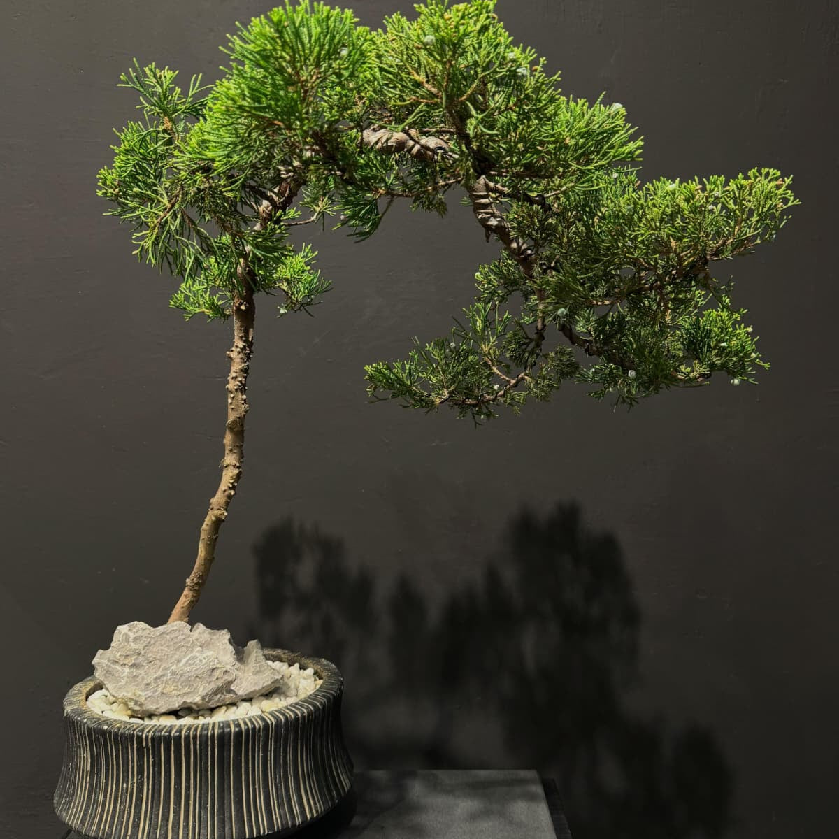 Japan Sargent Juniper Bonsai Tree 日本真柏 | OVO GARDEN