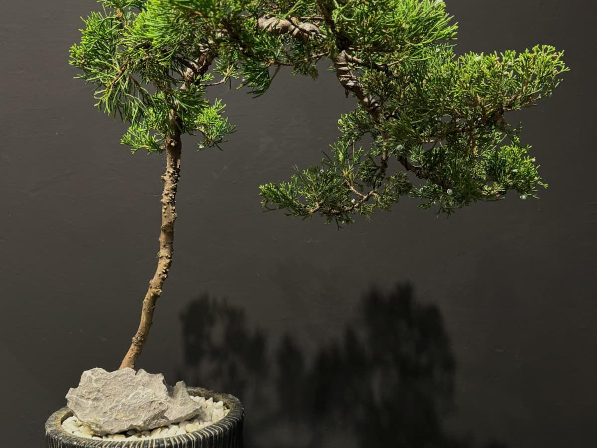 Japan Sargent Juniper Bonsai Tree 日本真柏 | OVO GARDEN