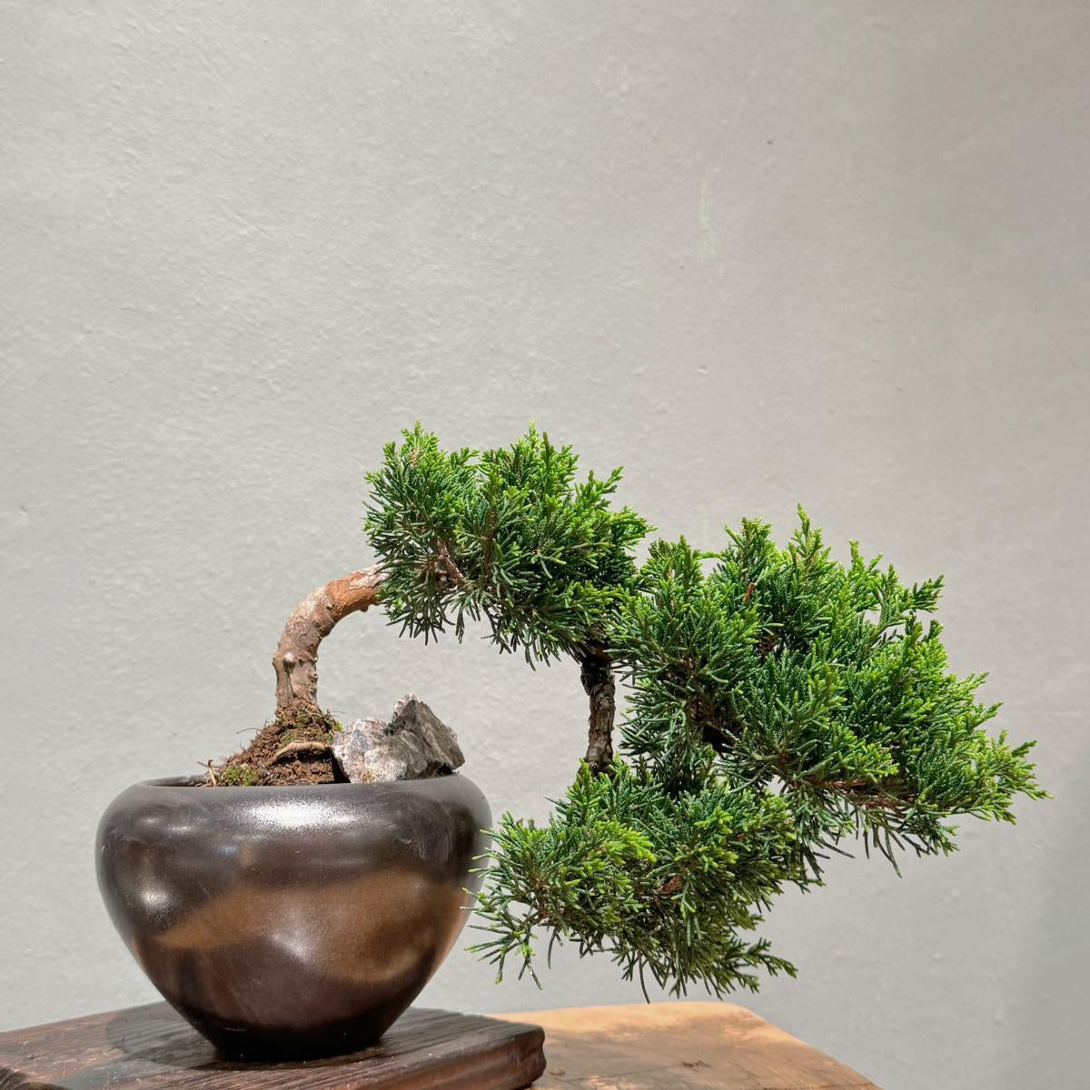 OVO Garden - Japan Sargent Juniper Bonsai Tree 014