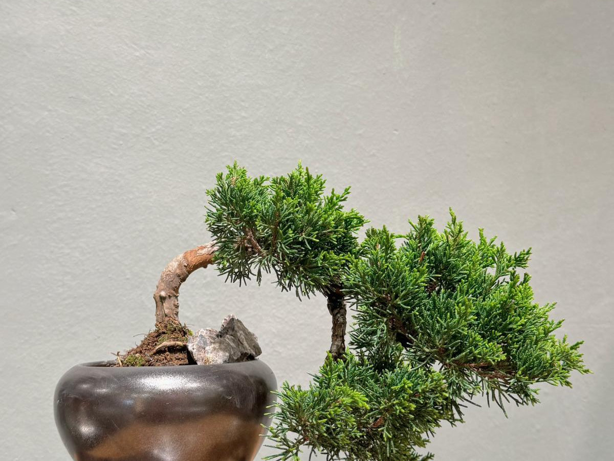 OVO Garden - Japan Sargent Juniper Bonsai Tree 014