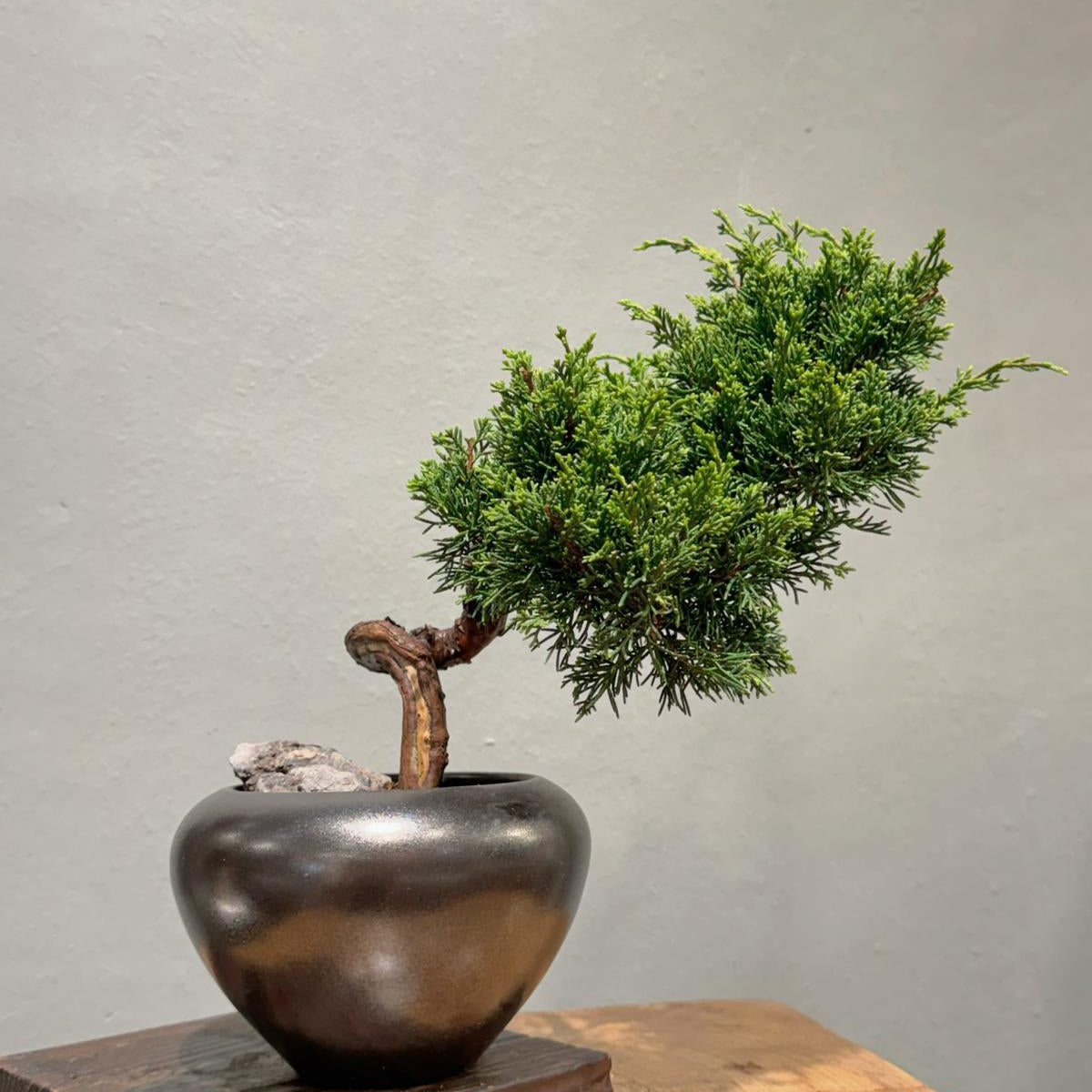 OVO Garden- Japan Sargent Juniper Bonsai Tree 015