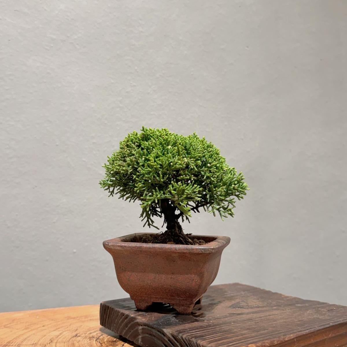 OVO Garden - Japan Sargent Juniper Bonsai Tree 016