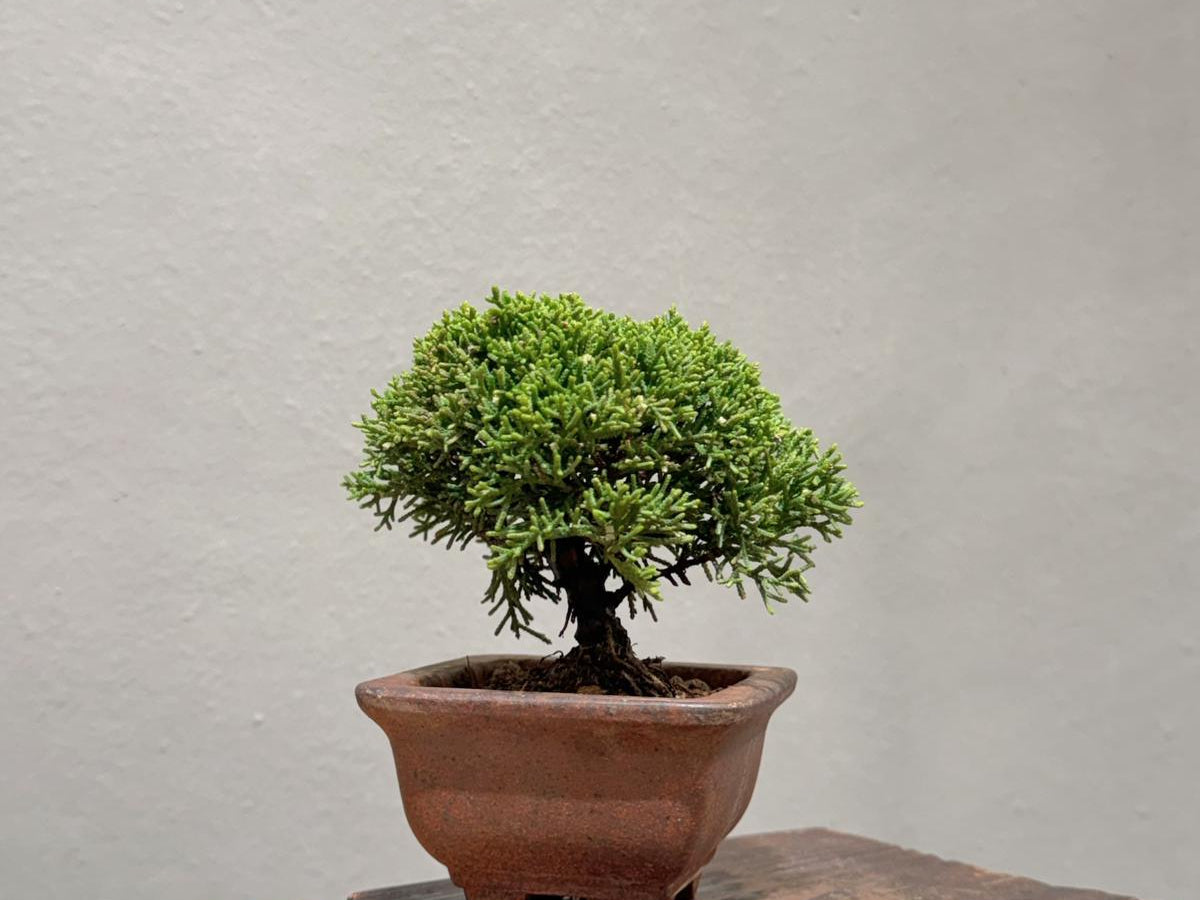 OVO Garden - Japan Sargent Juniper Bonsai Tree 016
