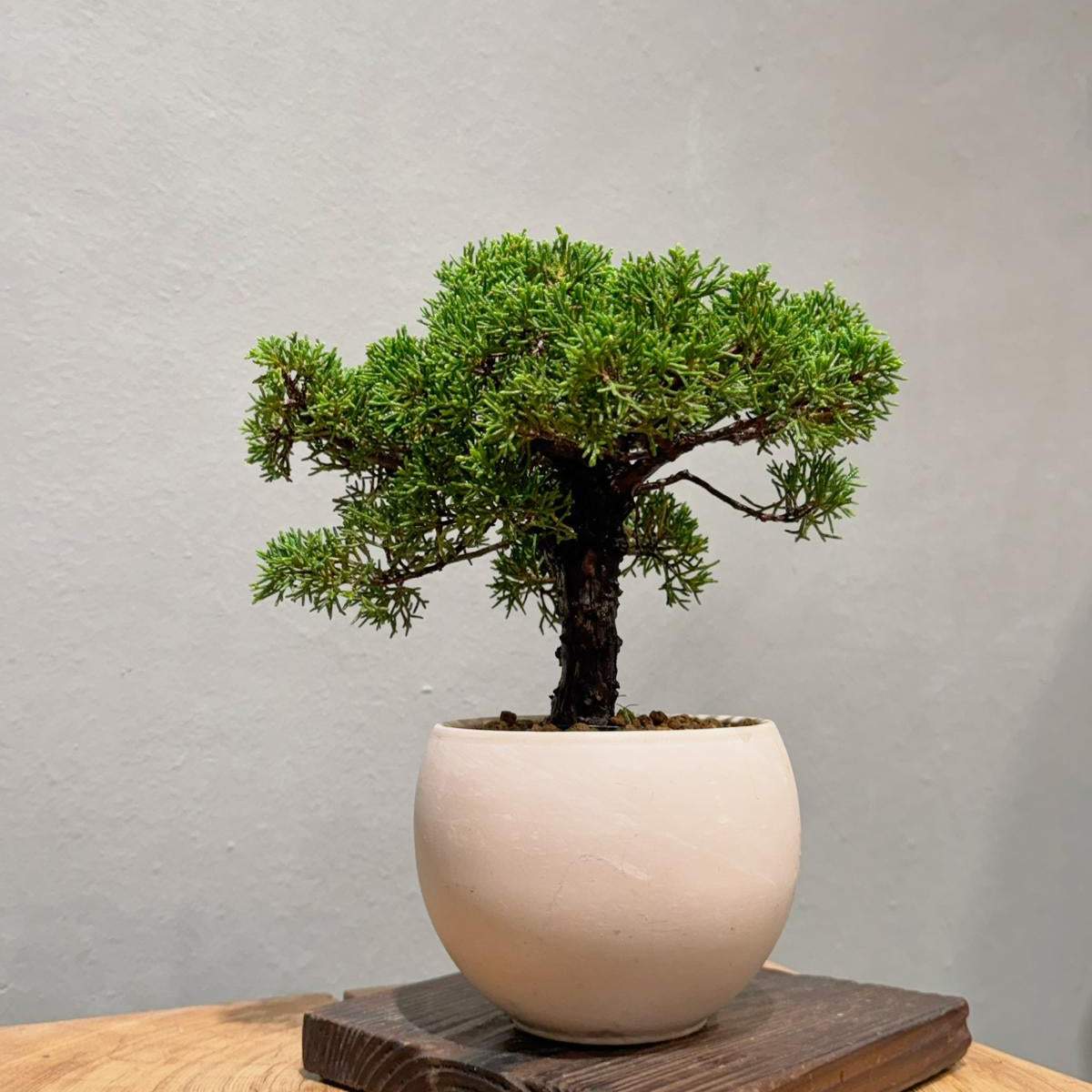 Japan Sargent Juniper Bonsai Tree 日本真柏 | OVO GARDEN