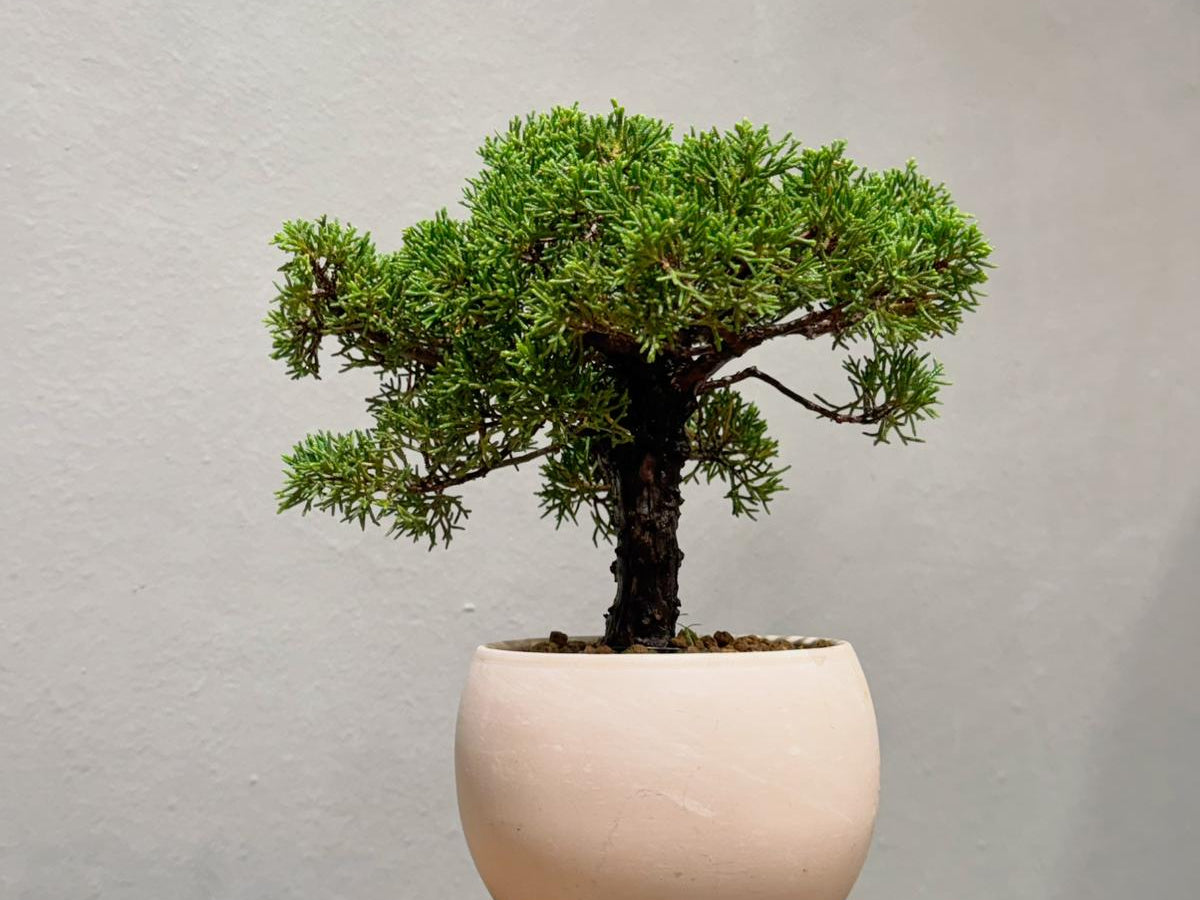 Japan Sargent Juniper Bonsai Tree 日本真柏 | OVO GARDEN