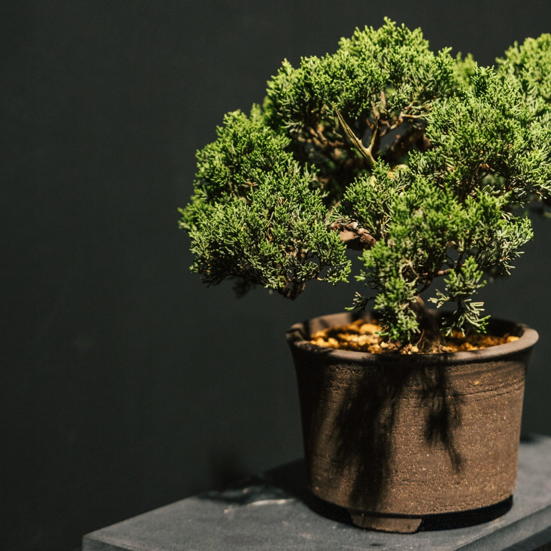 Japan Sargent Juniper Bonsai Tree 日本真柏 #21 | OVO GARDEN