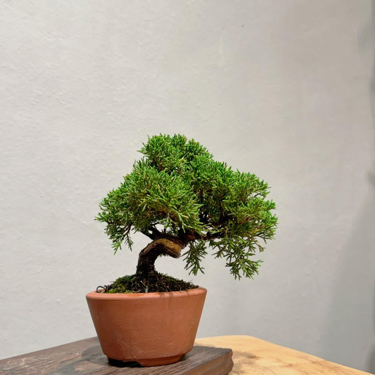 Japan Sargent Juniper Bonsai Tree 日本真柏 | OVO GARDEN