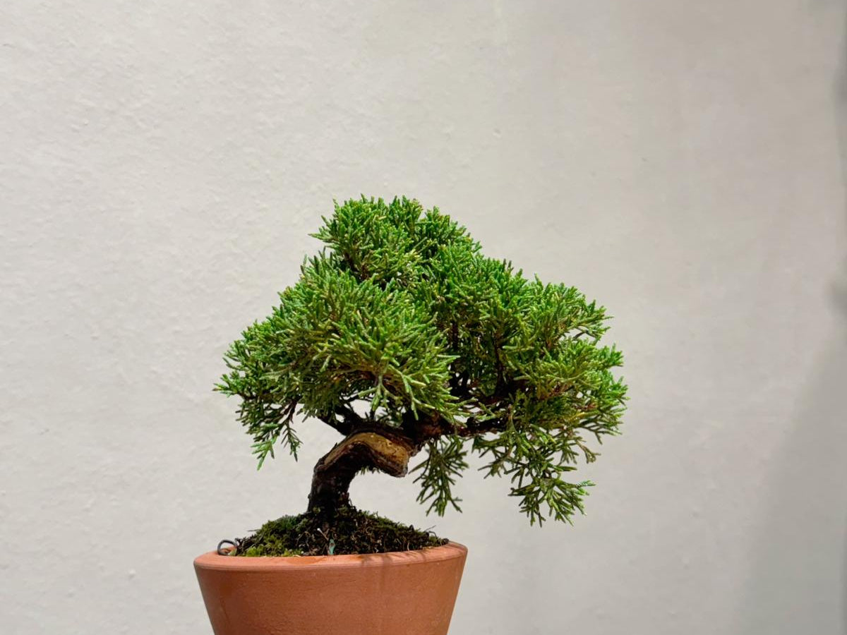 Japan Sargent Juniper Bonsai Tree 日本真柏 | OVO GARDEN