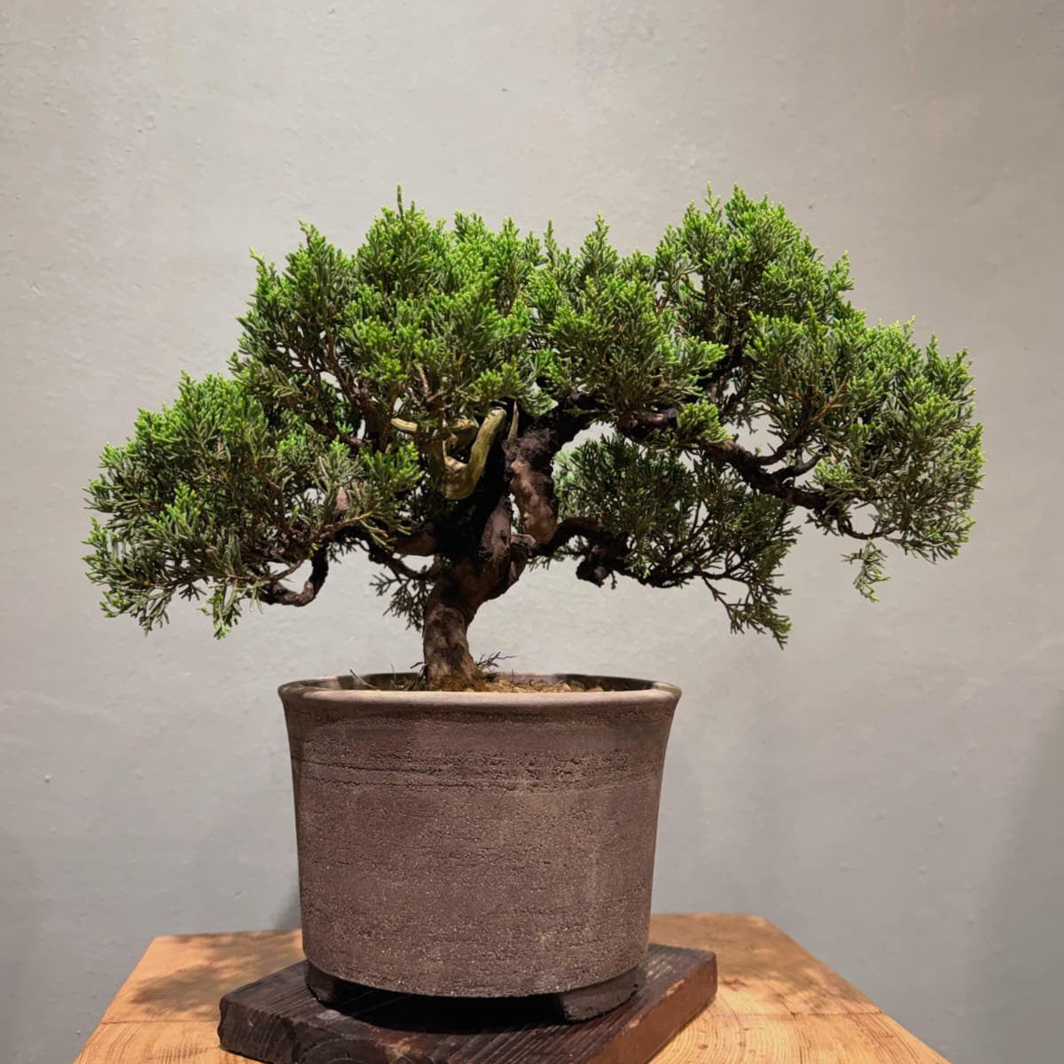 Japan Sargent Juniper Bonsai Tree 日本真柏 | OVO GARDEN