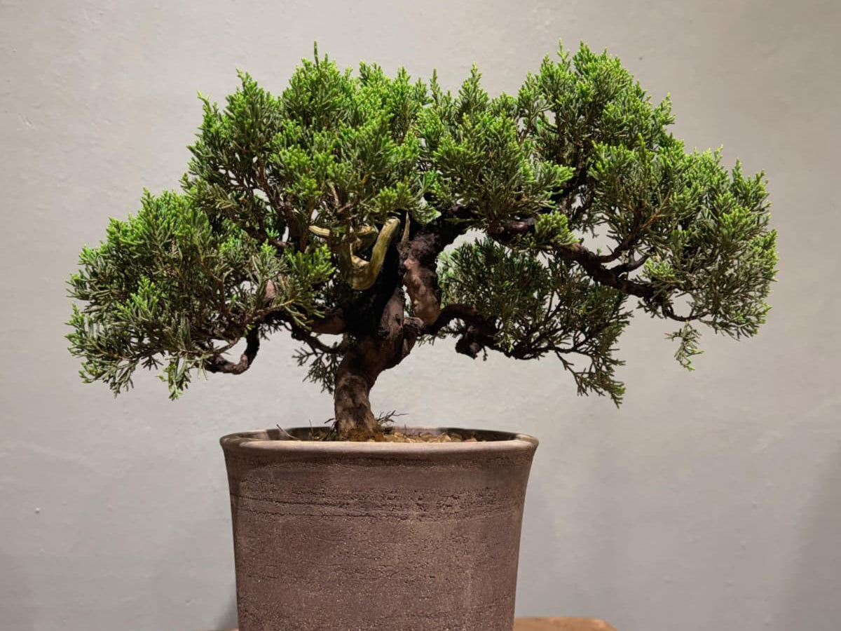 Japan Sargent Juniper Bonsai Tree 日本真柏 | OVO GARDEN