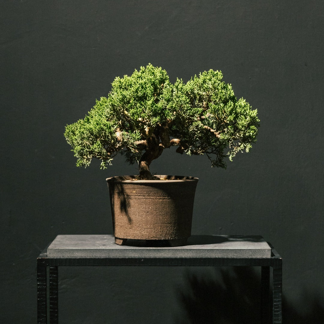 Japan Sargent Juniper Bonsai Tree 日本真柏 #21 | OVO GARDEN