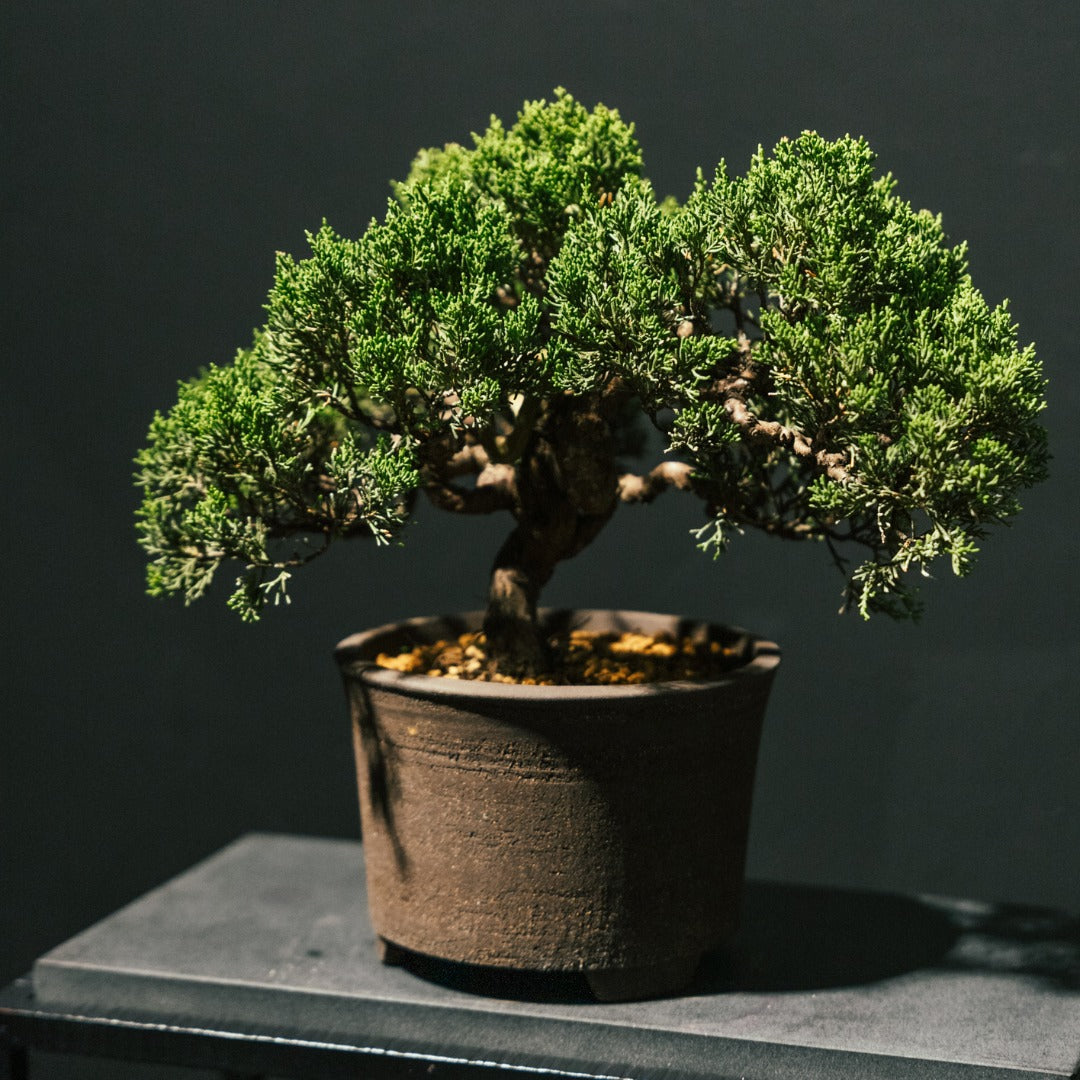 Japan Sargent Juniper Bonsai Tree 日本真柏 #21 | OVO GARDEN