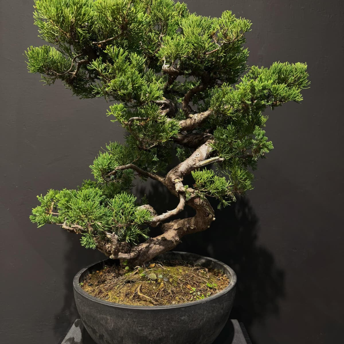 Japan Sargent Juniper Bonsai Tree 日本真柏 | OVO GARDEN