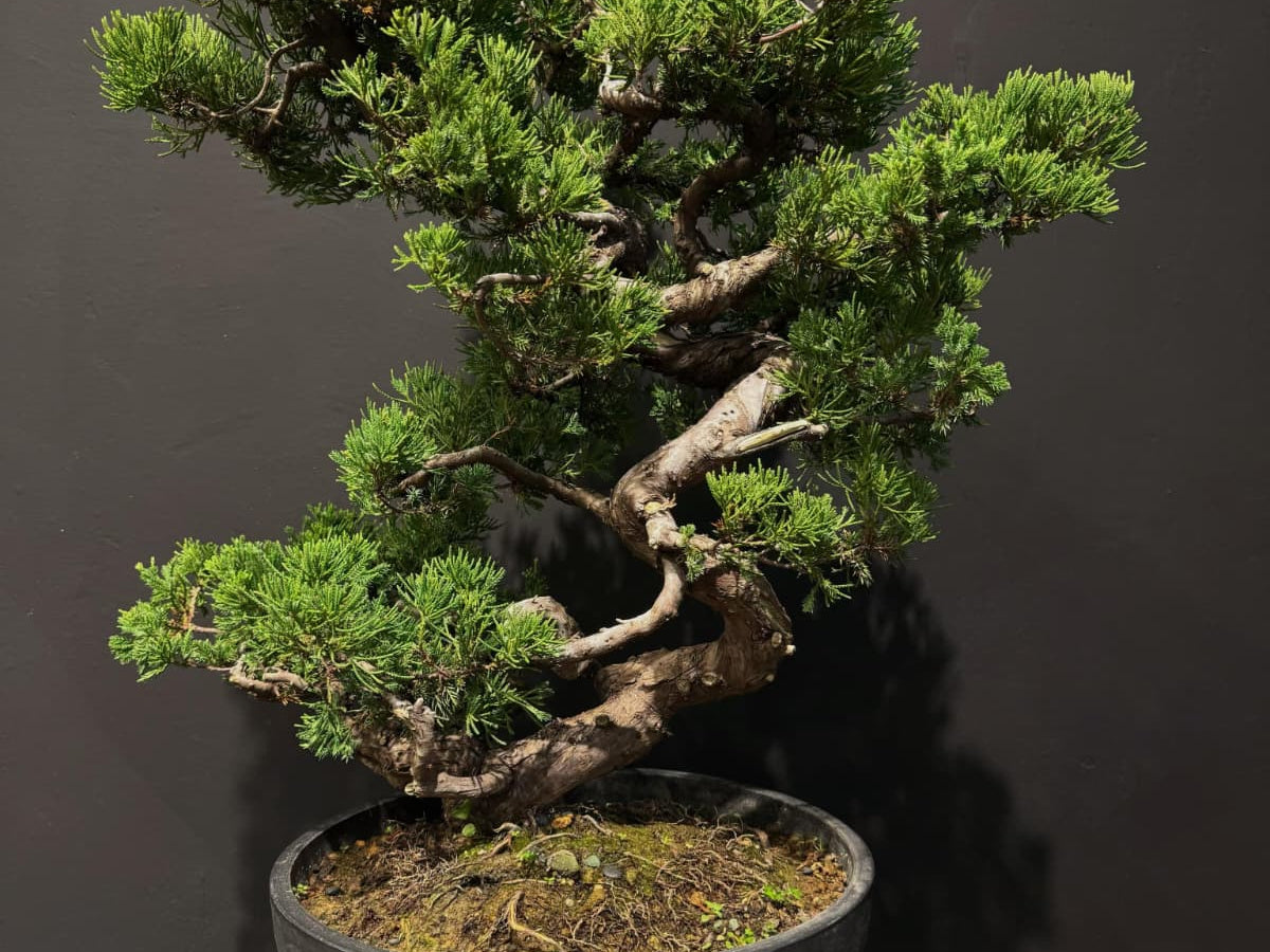 Japan Sargent Juniper Bonsai Tree 日本真柏 | OVO GARDEN