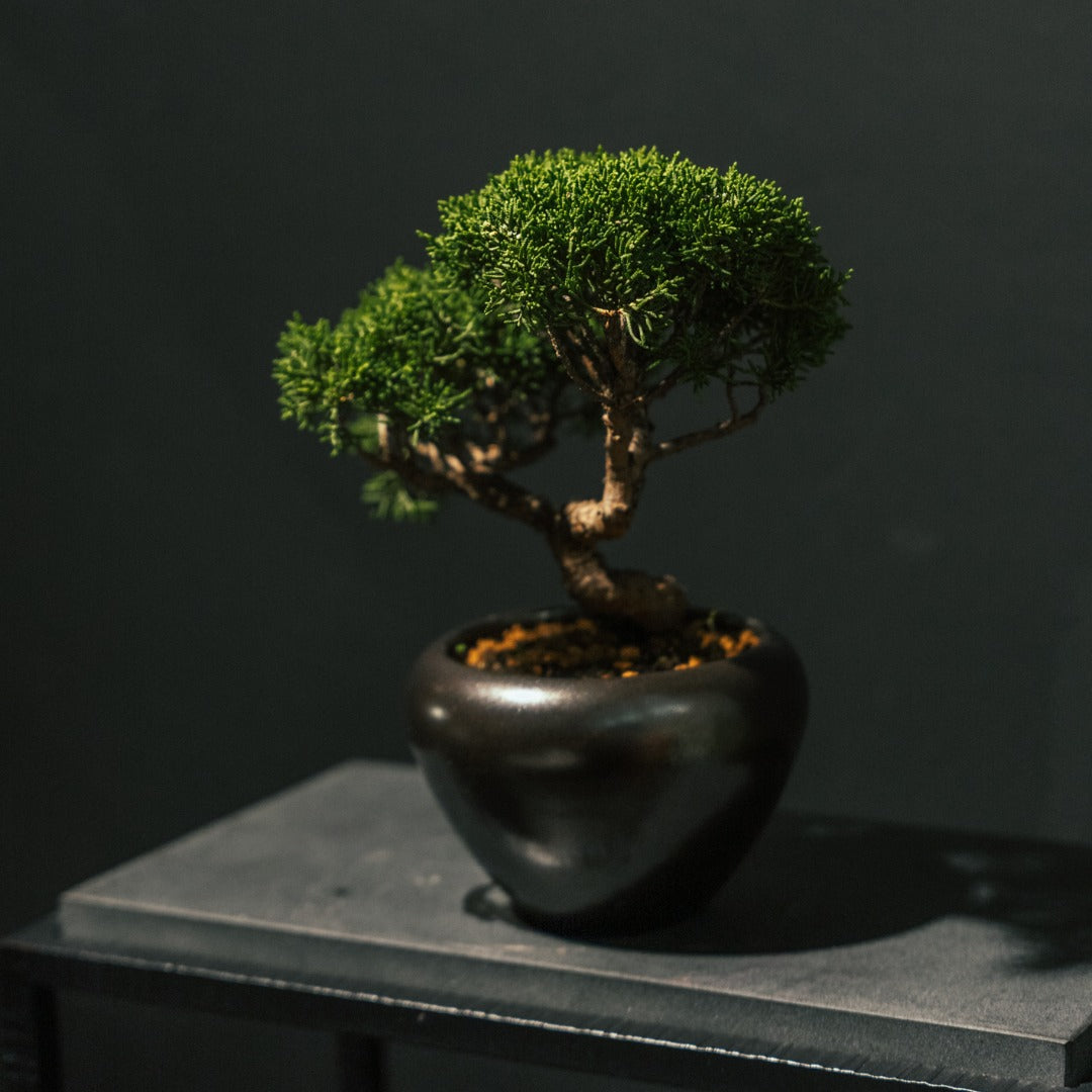 Japan Sargent Juniper Bonsai Tree 日本真柏 #24 ｜OVO GARDEN