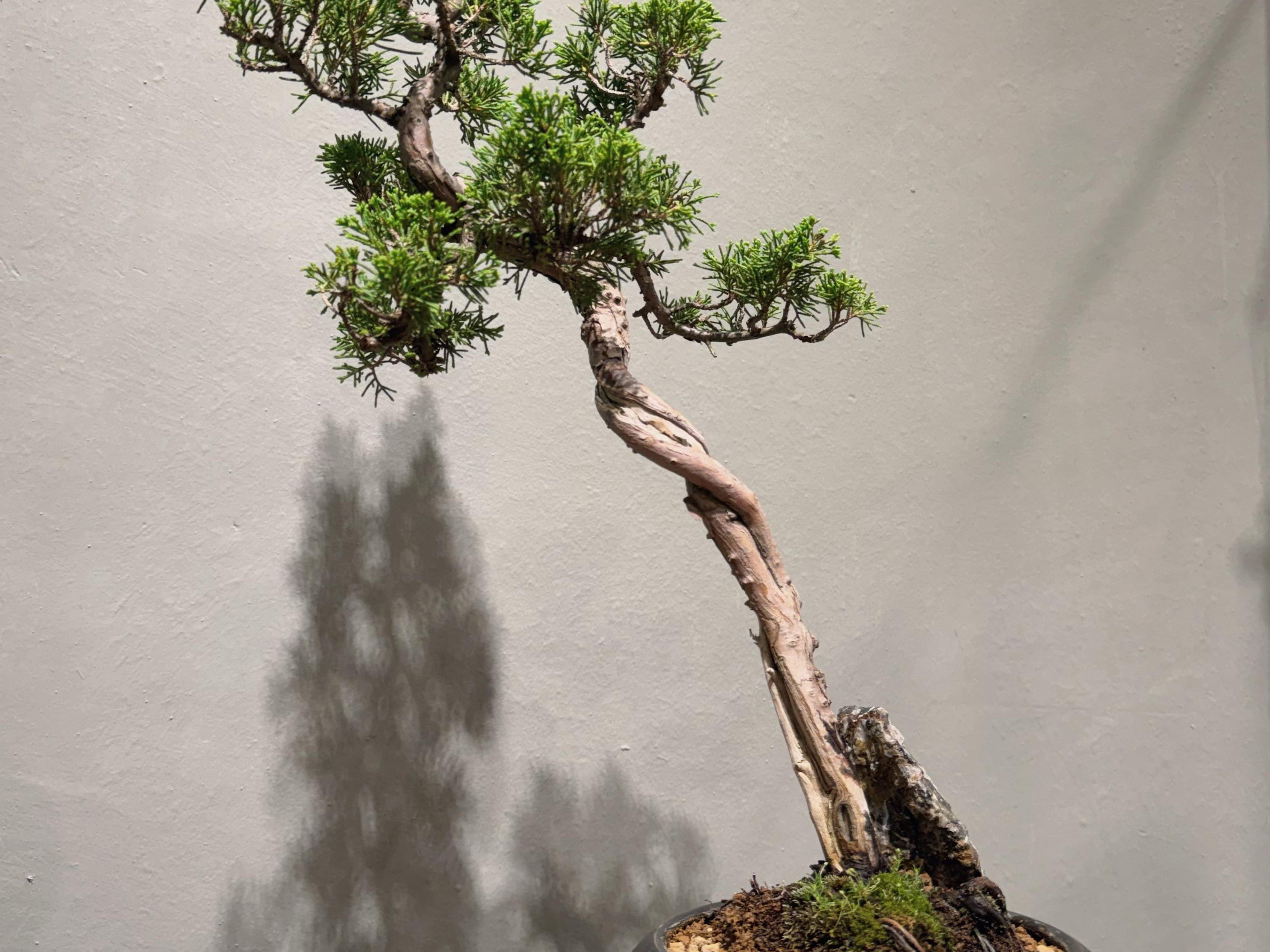 Japan Sargent Juniper Bonsai Tree 日本真柏 #25 ｜OVO GARDEN