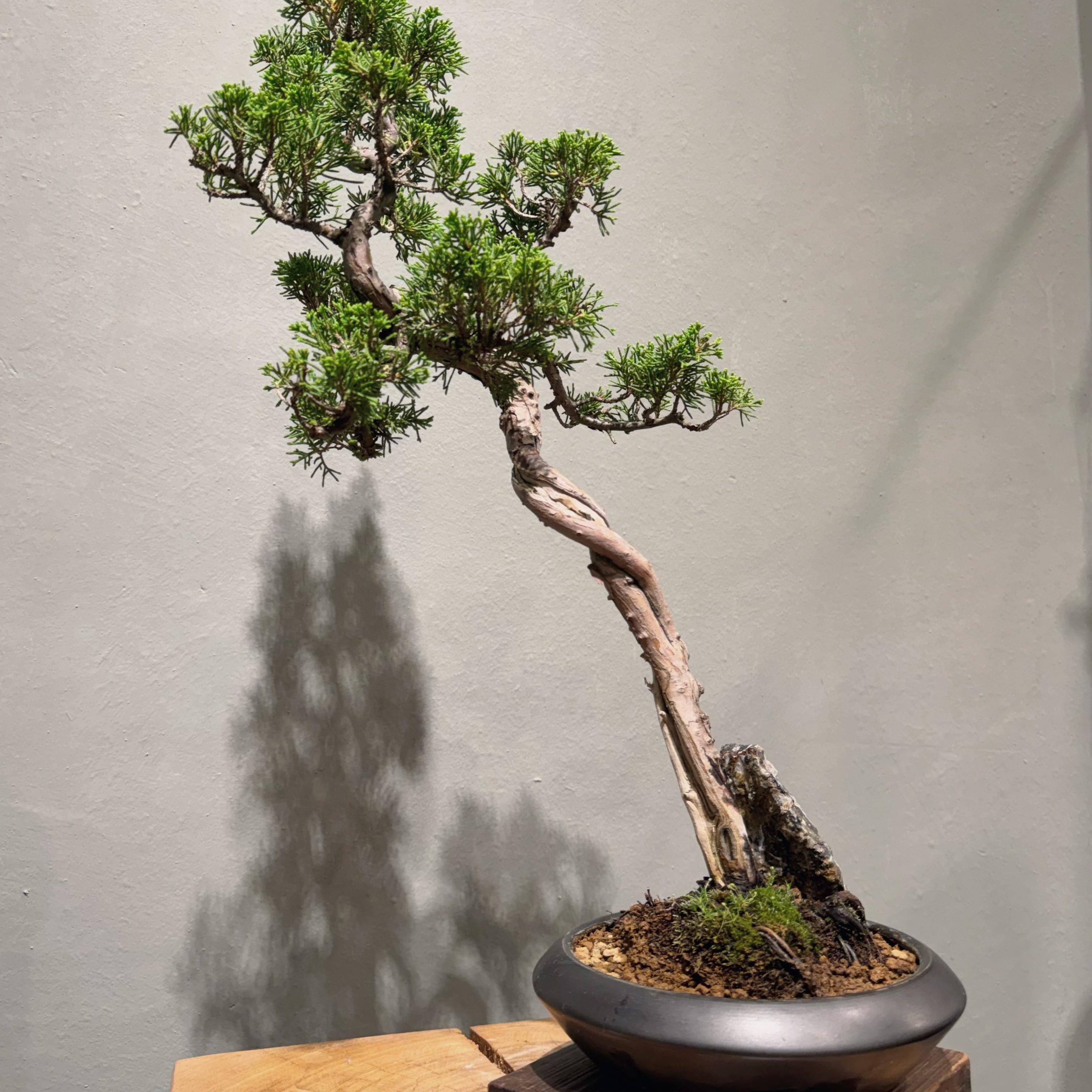 Japan Sargent Juniper Bonsai Tree 日本真柏 #25 ｜OVO GARDEN