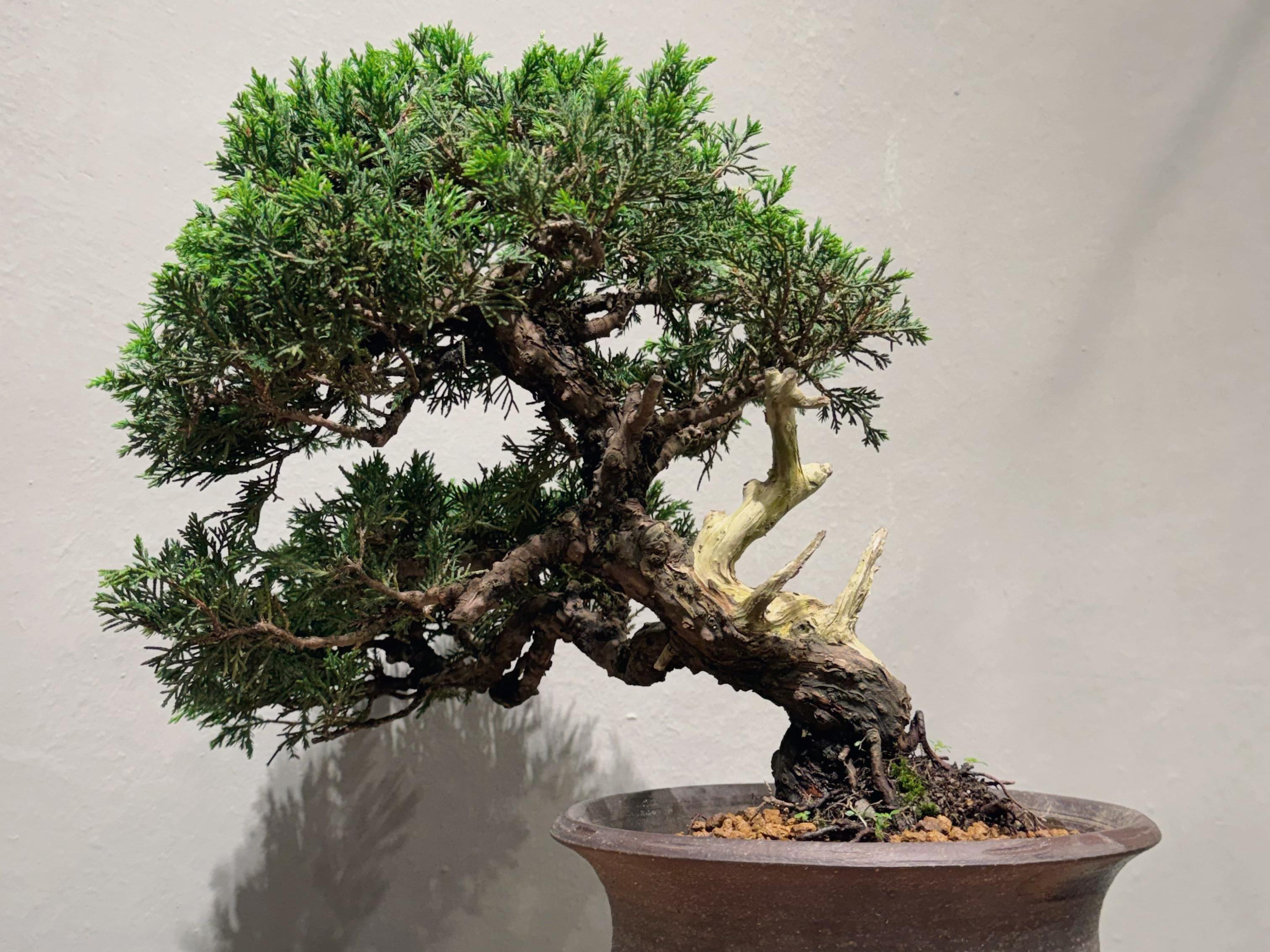 Japan Sargent Juniper Bonsai Tree 日本真柏 #26 | OVO GARDEN