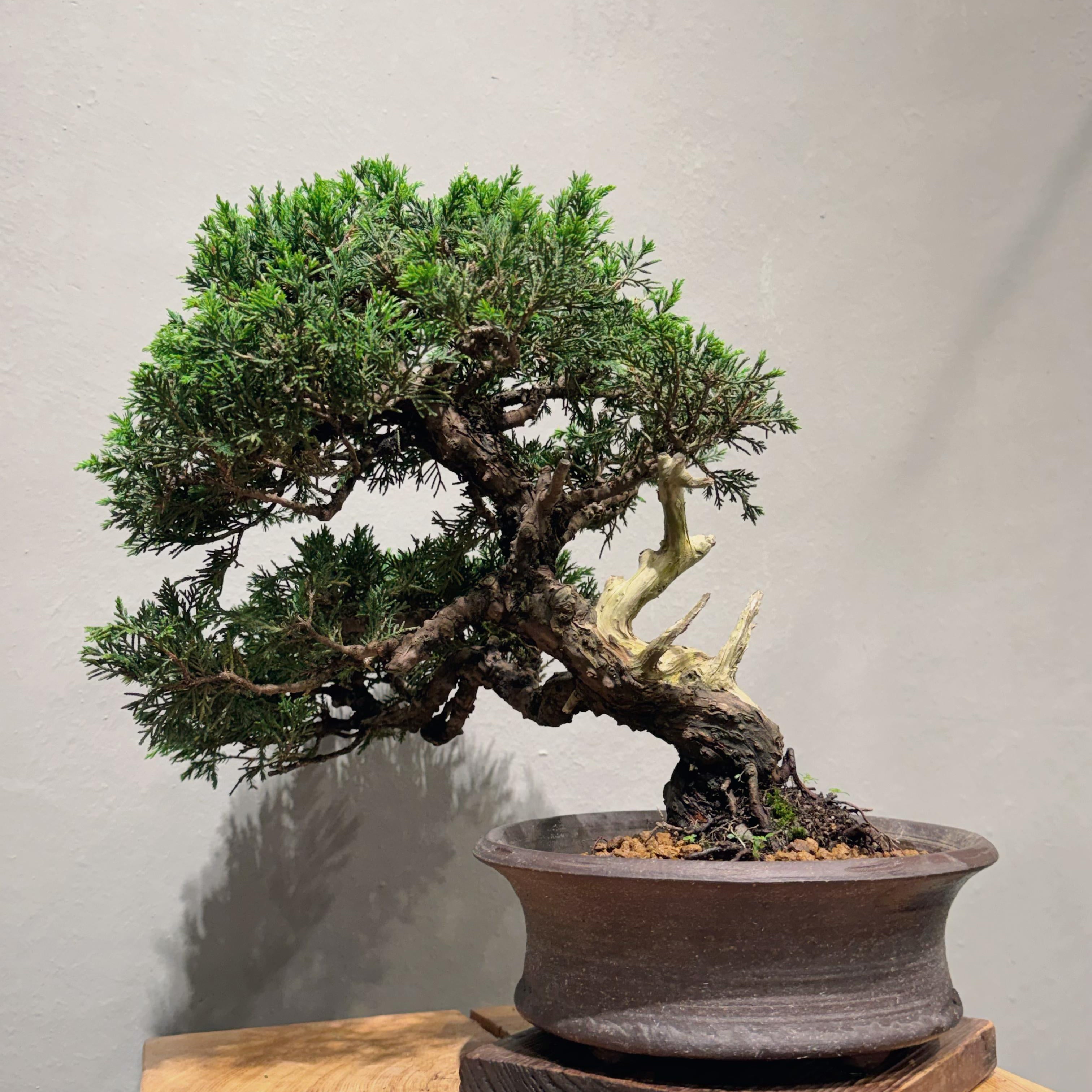 Japan Sargent Juniper Bonsai Tree 日本真柏 #26 | OVO GARDEN