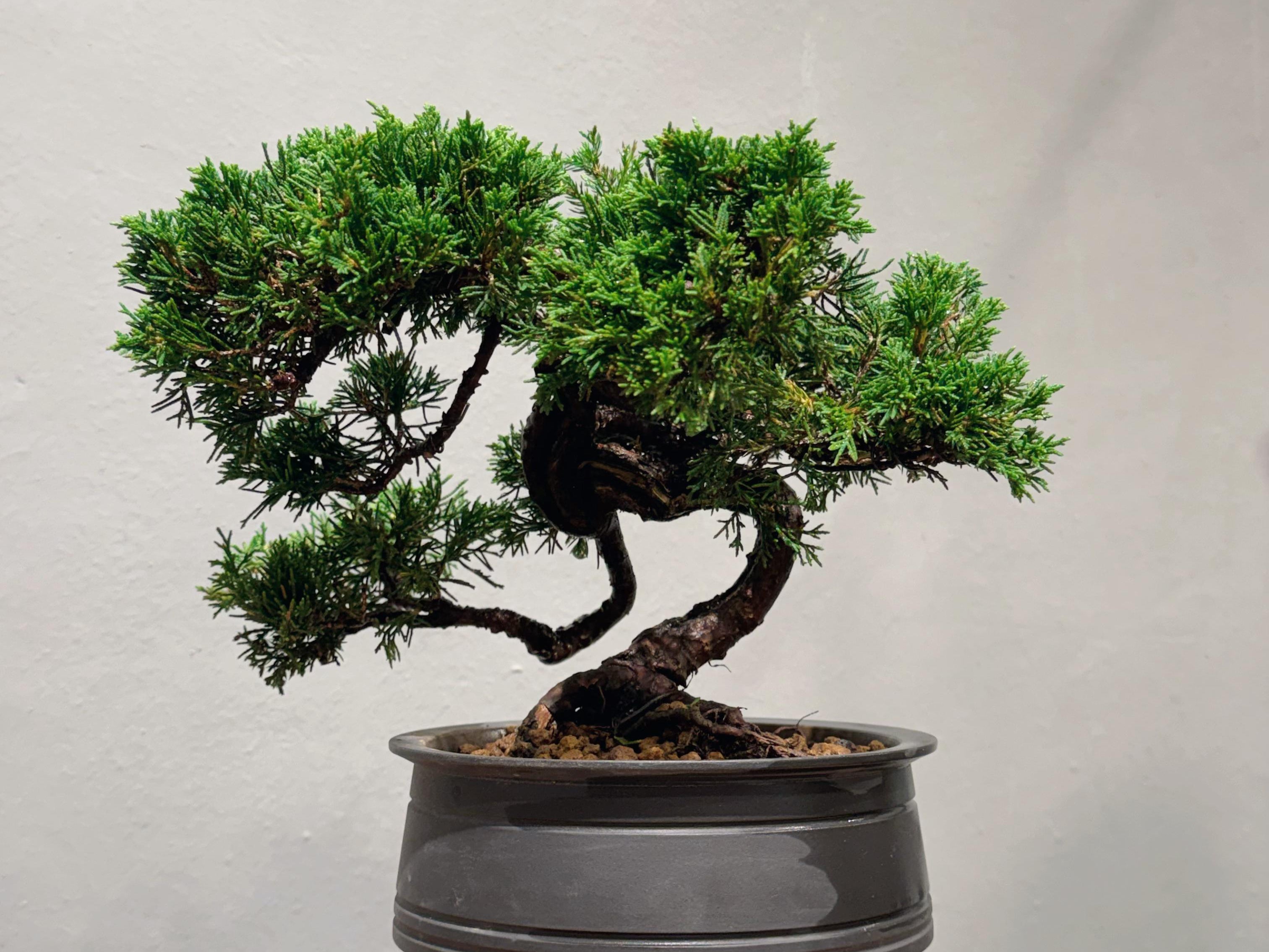Japan Sargent Juniper Bonsai Tree 日本真柏 #27 | OVO GARDEN