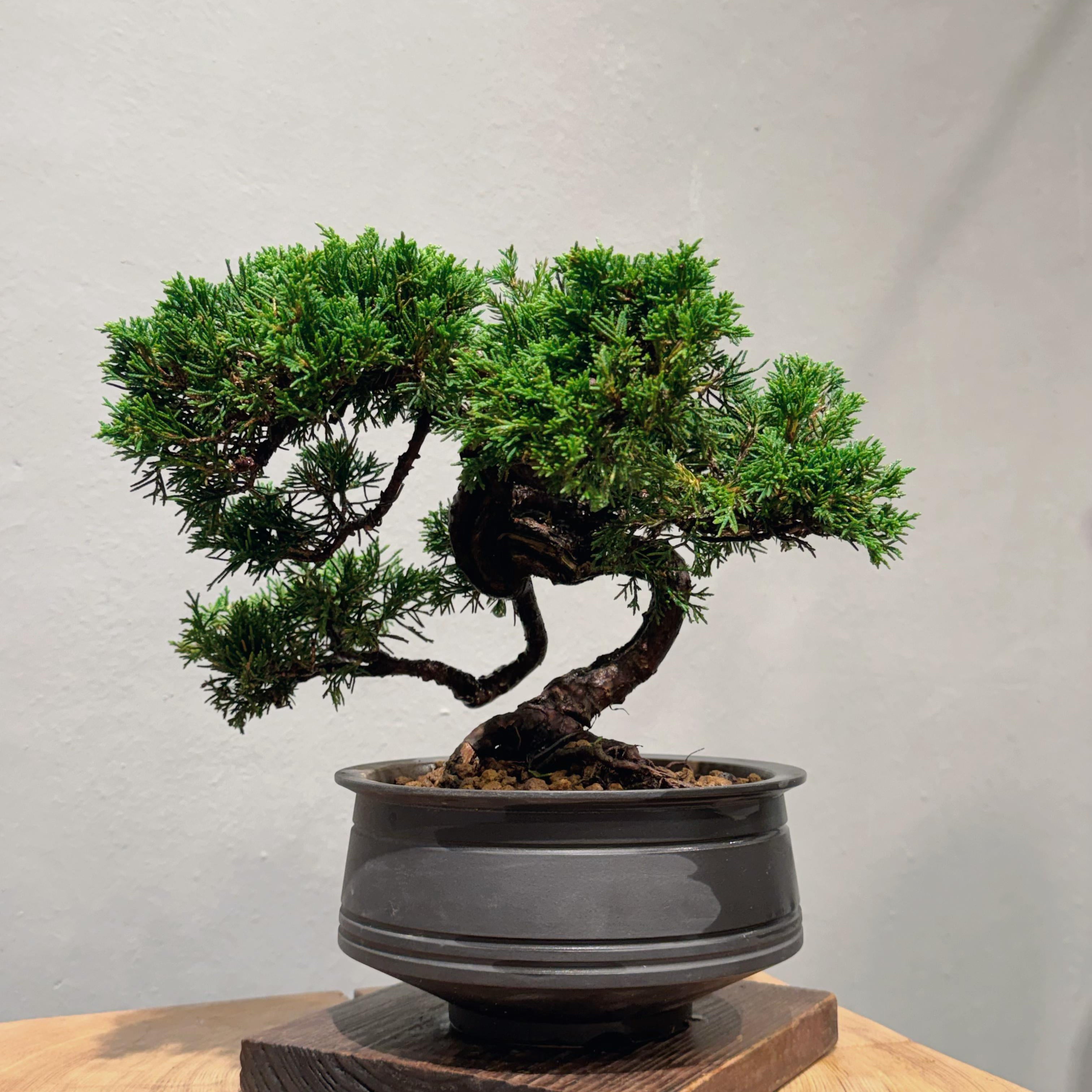 Japan Sargent Juniper Bonsai Tree 日本真柏 #27 | OVO GARDEN