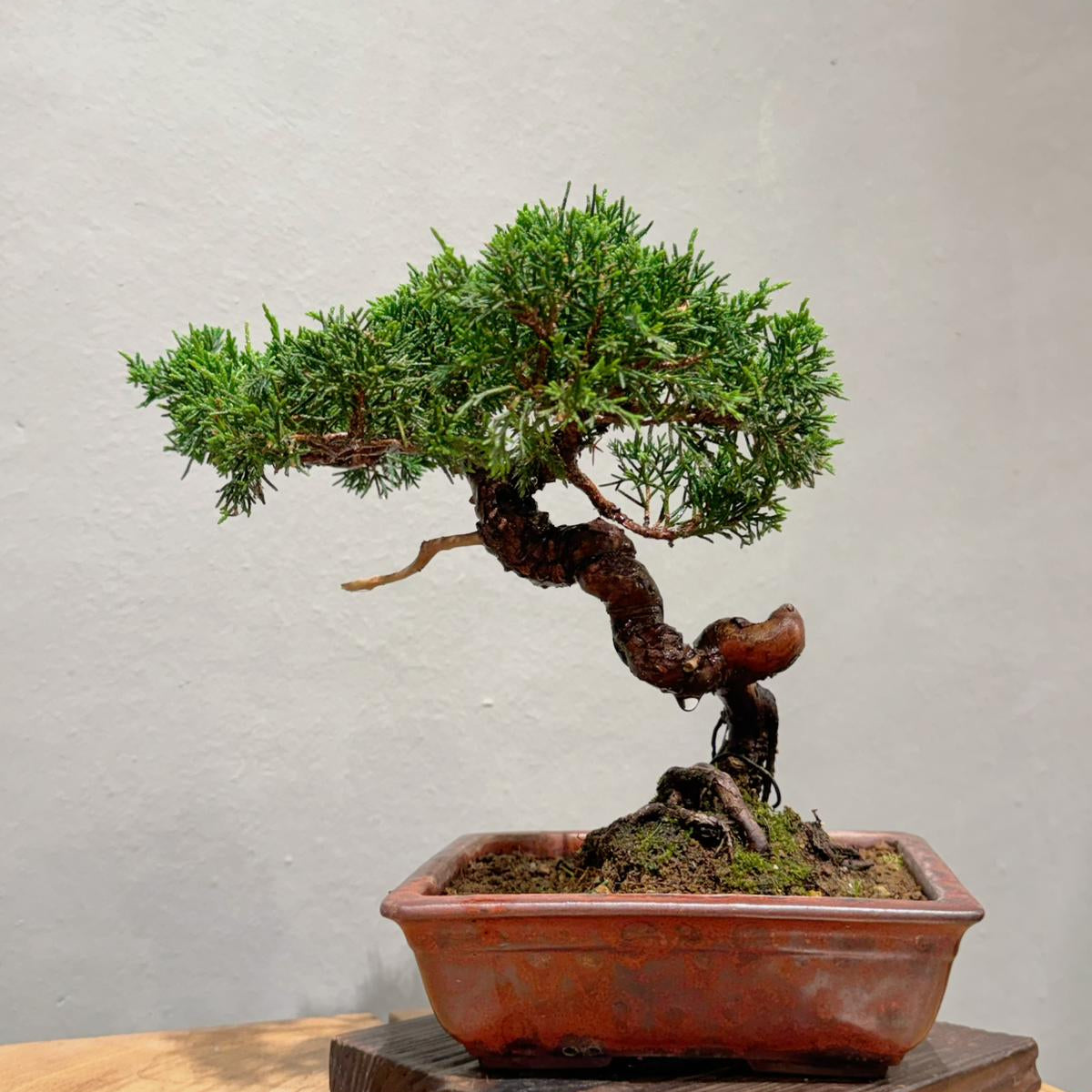Japan Sargent Juniper Bonsai Tree 日本真柏 | OVO GARDEN